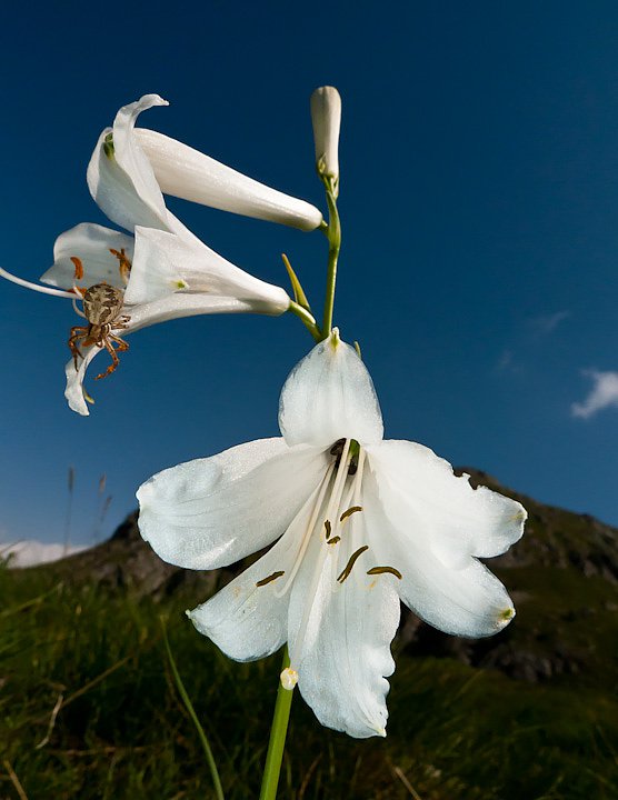 [it]Paradisia o Giglio di monte (Paradisea liliastrum)[en]St.jpg